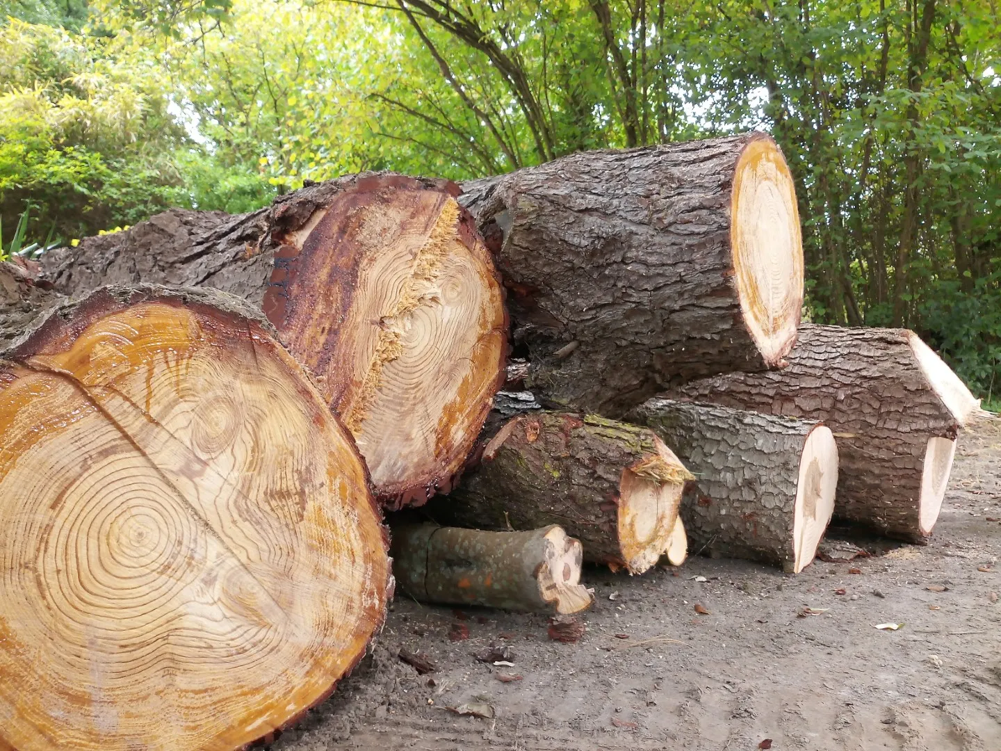 Un travail propre et précis, quelle que soit la taille de l'arbre